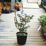 苗：箱根つりがねつつじ（大）