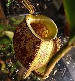 Nepenthes ampullaria brown speckle yellow lips - pitcher plant - 5 seeds
