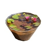 (ビオトープ/睡蓮)窓辺に一輪のNymphaea(水の女神)睡蓮(スイレン)セット 姫睡蓮(ヒメスイレン)赤 説明書付 本州・四国限定[生体]