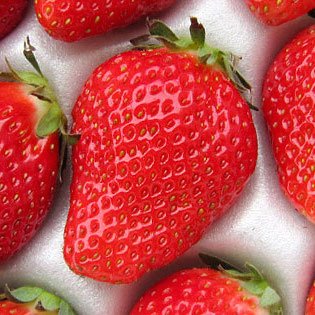 完熟 いちご とちおとめ 栃木県真岡産 特選2Lサイズ 30粒 贈答用2パック入り 人気 ギフト