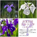 (ビオトープ/水辺植物)おまかせカキツバタ(3ポットセット) 本州・四国限定[生体]