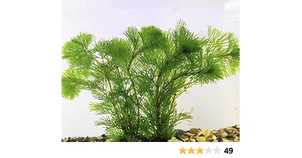 Amazon カモンバ 7本 8本 水草 やすらぎ草 グラスリウム 生体水草 通販