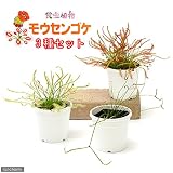 (食虫植物)モウセンゴケ 3種セット 本州・四国限定[生体]