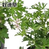 (観葉)ハーブ苗 カレンソウ(蚊連草) 3号(1ポット) 虫除け植物 家庭菜園 本州・四国限定[生体]
