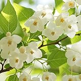 苗/苗木 【5本セット】 エゴノキ 樹高0.5m前後 10.5cmポット えごのき エゴの木 白い清楚な花が、枝いっぱいに咲く木 苗木 苗 植木 庭木 生け垣 ka 5本 5