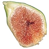 国華園　果樹苗　イチジク　ザ・キング　1株【※発送が国華園からの場合のみ正規品です】