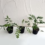 虫よけ3品種セット：タンジー・ニーム・蚊連草 [虫よけ・ハエよけ・防虫剤になるハーブ 染色にも] ノーブランド品