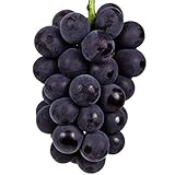 国華園　果樹苗　ブドウ　藤稔　1株