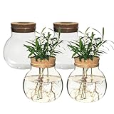 wangsdjy 植物繁殖ステーション ガラス花瓶 4個