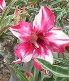 アデニウム アラビカム オベスム 砂漠のバラ塊根植物 Adenium obesum Desert Roses no.2 Aphrodite