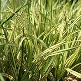 斑入りフウチソウ