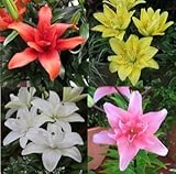 スカシユリ　八重咲セット　８球入