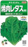 サカタのタネ 実咲野菜3674 焼肉レタス(緑) チマ・サンチュ 00923674