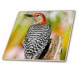 Danita Delimont – 鳥 – red-bellied Woodpecker onフェンスポストでフラワーガーデン、Marion Co。Il – タイル 6-Inch-Ceramic ct