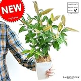 LAND PLANTS レモンマートル 4号サイズ