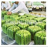 20枚/パックSQUAREスイカ種子SWEETフルーツSEEDS NEW GENERATION希少HOME GARDEN BACKYARD PRECIOUS家宝