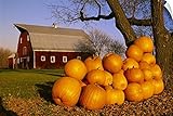 Dave Reede壁Peel壁アート印刷entitled Pumpkins Piled Up After the Autumn Harvest near aレッドバーン、近くOakbank、マニトバ