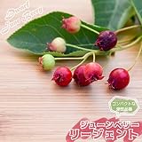 ジューンベリー 矮性ジューンベリー リージェント ポット苗 矮性 落葉樹 シンボルツリー 果樹苗木 果樹苗
