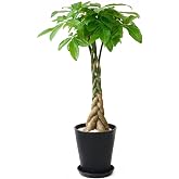 観葉植物 本物 選べる観葉植物 8号鉢 (パキラ, ブラック) 【セラアート鉢】
