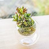 多肉植物 寄せ植え taniku コケ玉 glasslabo Mサイズ