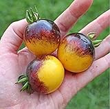 200トマト種子 - バンブルビー家宝のトマト種子希少果実の種子、実際の種子、甘い、特別、食用トマト