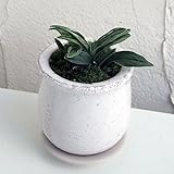 [縁起物・新居祝いやギフトに！]万年青 （おもと）：瑞泉 陶器鉢植え（皿付）ステララウンド白SS ノーブランド品