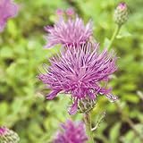 【山野草】姫タムラソウ