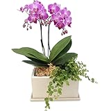 産地直送の花ギフト　椎名洋ラン園のミディ胡蝶蘭　パルテノ鉢観葉寄せ　ピンク系2本立ち 陶器鉢5.5号