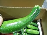 沖縄県産　ズッキーニ約5kg