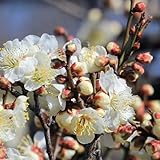 花梅の苗木　冬至梅