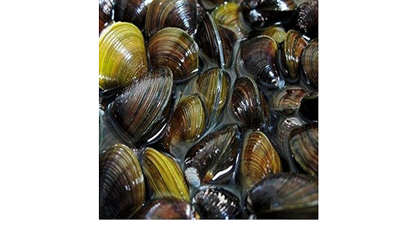 Amazon 生体 淡水シジミ 5匹 淡水しじみ Emuwai Emuwai 観賞魚 水中生物 通販