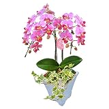 胡蝶蘭 ギフト 5号鉢 2本立 観葉寄せ ピンク／ラッピング＆メッセージ無料花のプレゼント 生花 鉢植え 開店祝いに 母の日 父の日 敬老の日 おじいちゃん おばあちゃん