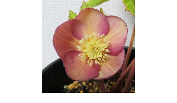 Amazon Co Jp クリスマスローズ アプリコット ゴールド 5号 松村園芸さんの開花株 1点限り 写真の現品 Diy 工具 ガーデン