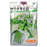 [野菜タネ]そら豆：サラダそら豆（城陽長莢） 3袋セット[10〜11月まき][丸種] ノーブランド品