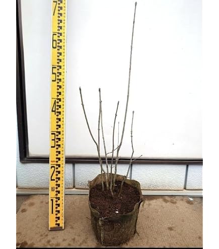 Amazon｜山採り天然 アオダモ 斑紋5本株立ち｜観葉植物 オンライン通販