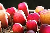 204.寒くなると真っ赤に色付く宝石のような植物、マウガニー。透明感のある窓はず～っと見ていても飽きません！コノフィツムの超人気種。（conophytum maughanii） 15粒+α。 [並行輸