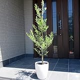 オリーブの木 7号ミッション ラスターポット 樹高80cm前後(鉢底から) 観葉植物 庭木 鉢植え ガーデニング ベランダ 植木