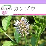 SAFLAX - カンゾウ - 30 個の種。 - Glycyrrhiza glabra