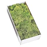 大地農園 プリザーブドフラワー アイスランドモス大箱 (約500ｇ入り) スプリンググリーン DO061073-780