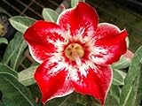 40 Fresh seedsアデニウム アラビカム オベスム 砂漠のバラ種子(40粒)塊根植物種子Adenium obesum Desert Roses seeds no183-FLORA