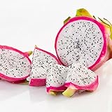 100 PCSピタヤ種子多年生植物フルーツツリーホームガーデンホワイト用アンチエイジングホワイトとレッドドラゴンフルーツ種子