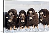 Milo Burchamプレミアムシックラップキャンバス壁アート印刷題名ムスクOx Cows in a defensiveラインアップ中冬の近くのスワード半島Nome 48" x 32" AKS131