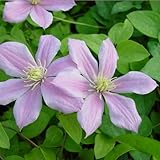 【ノーブランド品】クレマチス：桜吹雪（サクラフブキ）3.5号ロングポット[3年生苗]（ジャックマニー系）