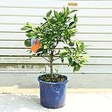 苗木・庭木・果樹・植木：不知火みかん（しらぬいみかん）デコポン　しらぬひ／酢橘 *7号