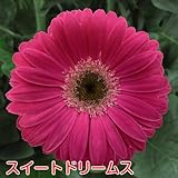 宿根ガーデン ガーベラ ガルビネア大輪タイプ【スイートドリームス】1株 1株植えれば十分!開花期間も長く毎年簡単に楽しめます!