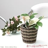 (観葉)ホヤ カルノーサ(サクララン) 3号(1ポット) 本州・四国限定[生体]