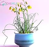 A Pack 50 Pcs Egeria Spring grass Seeds garden Rare Plant Interesting Balcony Plant Potted Spiral gr