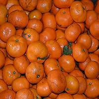 訳あり みかん 和歌山県産 ご家庭用 10kg（箱込約10kg　9kg＋保証分500g）