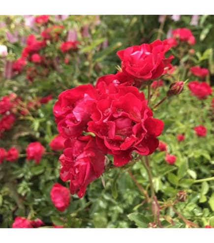 ドリフトローズ ドリフトローズ：レッドドリフト6号ポット の通販 | 園芸ネット