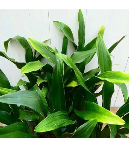 Amazon.co.jp: 万年青 omoto cyanocarpa Potting 